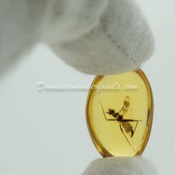 Diptera Micropezidae