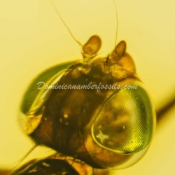 Diptera Micropezidae 8