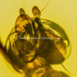 Diptera Micropezidae 9