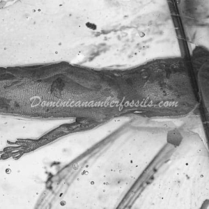 Dominican Amber Fossil Inclusion 11