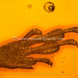 Dominican Amber Fossil Inclusion 12