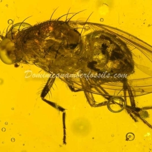 Dominican Amber Fossil Inclusion 13