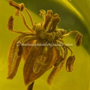 Dominican Amber Fossil Inclusion 14