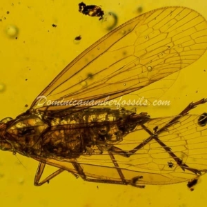 Dominican Amber Fossil Inclusion 16