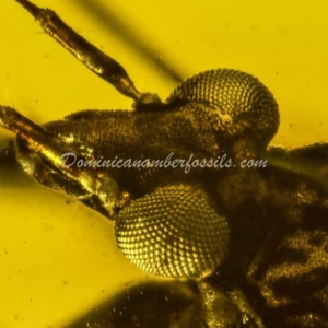 Dominican Amber Fossil Inclusion 17