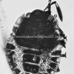 Dominican Amber Fossil Inclusion 18