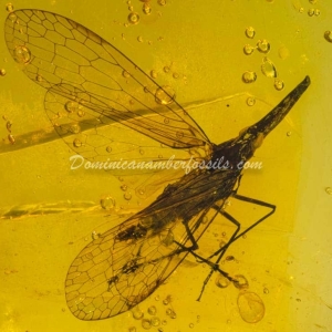 Dominican Amber Fossil Inclusion 19