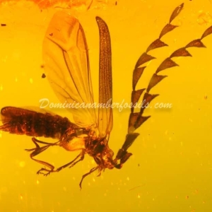 Dominican Amber Fossil Inclusion 2