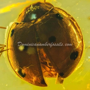 Dominican Amber Fossil Inclusion 20