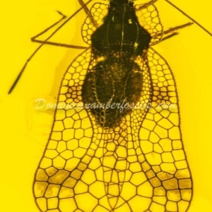 Dominican Amber Fossil Inclusion 21