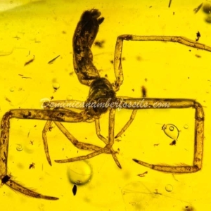 Dominican Amber Fossil Inclusion 22