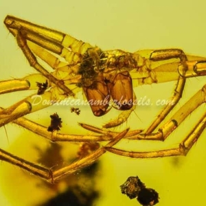 Dominican Amber Fossil Inclusion 23