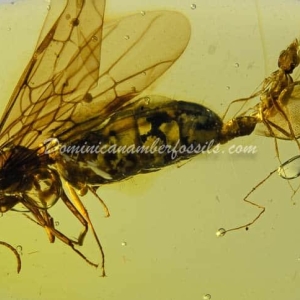 Dominican Amber Fossil Inclusion 24