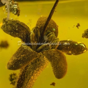 Dominican Amber Fossil Inclusion 25