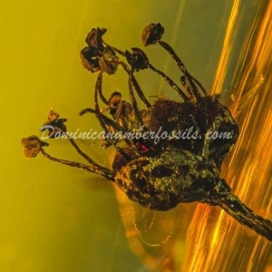 Dominican Amber Fossil Inclusion 26