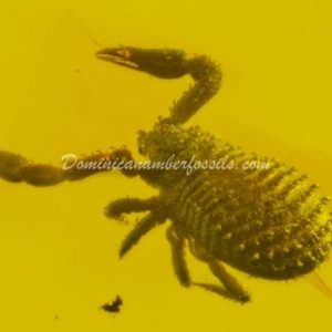 Dominican Amber Fossil Inclusion 27