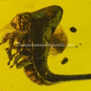 Dominican Amber Fossil Inclusion 28