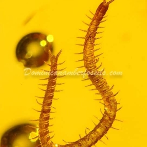 Dominican Amber Fossil Inclusion 3