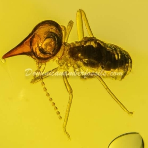 Dominican Amber Fossil Inclusion 30