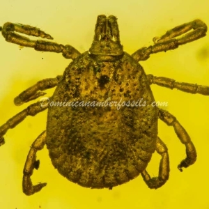 Dominican Amber Fossil Inclusion 31