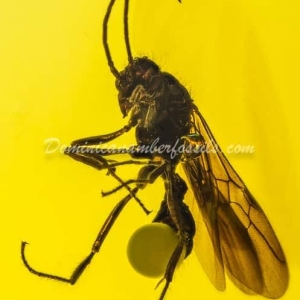 Dominican Amber Fossil Inclusion 32