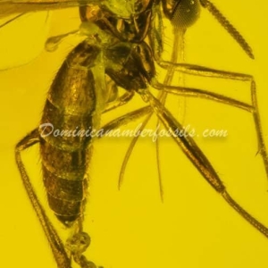 Dominican Amber Fossil Inclusion 33