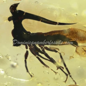 Dominican Amber Fossil Inclusion 4