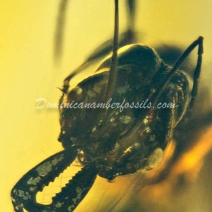 Dominican Amber Fossil Inclusion 5