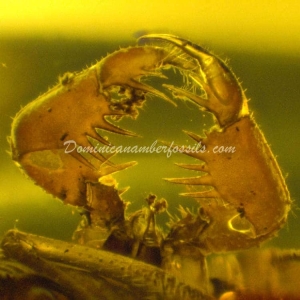 Dominican Amber Fossil Inclusion 6