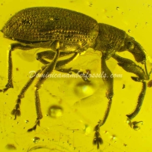 Dominican Amber Fossil Inclusion 8