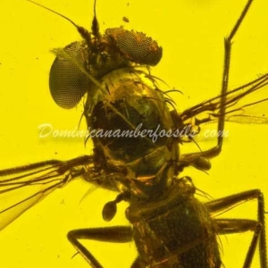 Dominican Amber Fossil Inclusion 9