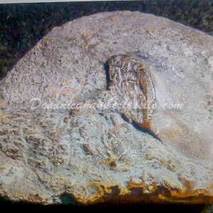 Dominican Amber Nugget 2