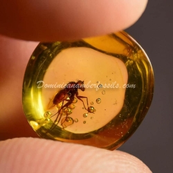 Green Fly On Dominincan Amber 2