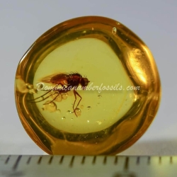 Green Fly On Dominincan Amber 3