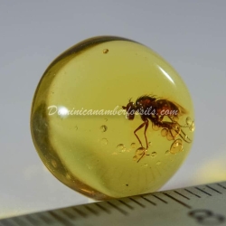 Green Fly On Dominincan Amber 4