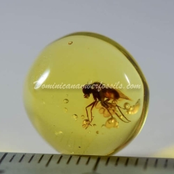 Green Fly On Dominincan Amber 5