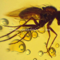 Green Fly On Dominincan Amber 7