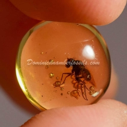 Green Fly On Dominincan Amber