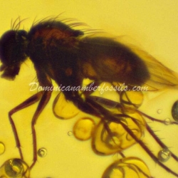 Green Fly On Dominincan Amber 8