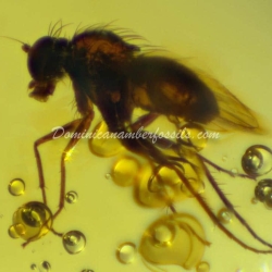 Green Fly On Dominincan Amber 9