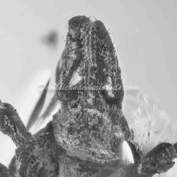 Hard Tick Acarina Ixodidae 4