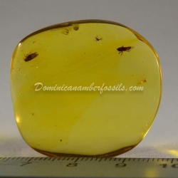 Homoptera Nymph On Clear Amber Piece 4