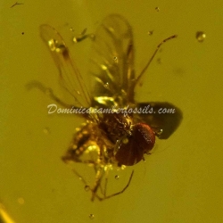 Long Legged Fly 4
