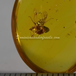 Long Legged Fly 5