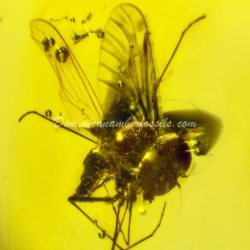 Long Legged Fly 7