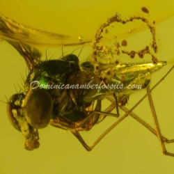 Mouth Sucking Diptera 6