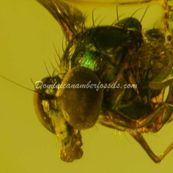 Mouth Sucking Diptera 7