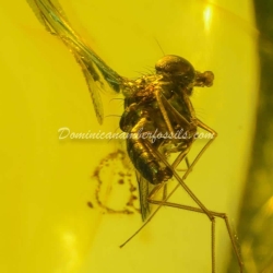 Mouth Sucking Diptera 8