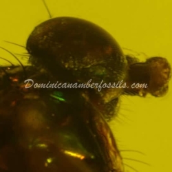 Mouth Sucking Diptera 9