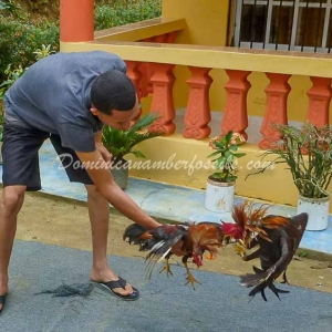 Snapshot Of Life In The Dominican Republic 13
